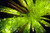 Jual Poster Canopy Greenery Tree Trees Tree2 APC