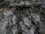 Jual Poster Close Up Elm Elm Tree Tree Earth Close Up APC