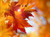 Jual Poster Close Up Fall Leaf Maple Leaf Earth Leaf APC