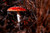 Jual Poster Close Up Fall Mushroom Nature Earth Mushroom APC 017