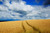 Jual Poster Cloud Field Nature Sky Summer Earth Field APC 001