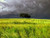 Jual Poster Cloud Field Sky Sunshine Tree Trees Tree APC
