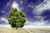 Jual Poster Cloud Lonely Tree Nature Sky Tree Trees Tree APC 001