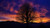 Jual Poster Cloud Silhouette Sky Sunset Tree Trees Tree8 APC