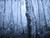Jual Poster Cold Earth Forest Ice Nature Tree Winter Trees Tree APC