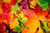 Jual Poster Colors Fall Leaf Maple Leaf Earth Leaf APC