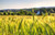 Jual Poster Depth Of Field Field Nature Summer Wheat Earth Wheat APC 002