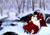 Poster InuYasha (Character) Anime InuYasha APC002