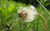 Jual Poster Earth Dandelion APC 013
