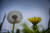 Jual Poster Earth Dandelion APC 020