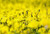 Jual Poster Earth Dandelion APC 057