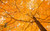 Jual Poster Earth Fall Foliage Tree orange (Color) Trees Tree APC 002