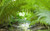 Jual Poster Earth Fern APC 004