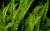 Jual Poster Earth Fern APC 009