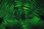 Jual Poster Earth Fern Green Leaf Plant Earth Fern APC