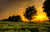 Jual Poster Earth Field Sunset Tree Earth Sunset APC 002