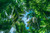 Jual Poster Earth Forest5 APC