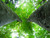 Jual Poster Earth Forest 23643 APC