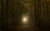 Jual Poster Earth Forest 93642 APC