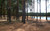 Jual Poster Earth Forest APC 085