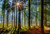 Jual Poster Earth Forest APC 213