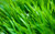 Jual Poster Earth Grass APC 062