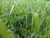 Jual Poster Earth Grass APC 120