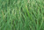 Jual Poster Earth Grass APC 125