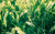 Jual Poster Earth Grass Green Plant Earth Grass 84814 APC