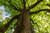 Jual Poster Earth Green Spring Tree Trees Tree APC
