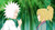 Poster Jiraiya (Naruto) Tsunade (Naruto) Naruto Naruto APC