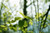 Jual Poster Earth Leaf 75405 APC