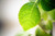 Jual Poster Earth Leaf APC 156