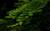 Jual Poster Earth Leaf APC 180