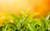 Jual Poster Earth Leaf APC 234