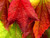 Jual Poster Earth Leaf APC 279