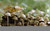 Jual Poster Earth Mushroom APC 001
