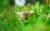 Jual Poster Earth Mushroom APC 015
