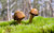 Jual Poster Earth Mushroom APC 030