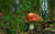 Jual Poster Earth Mushroom APC 032