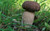 Jual Poster Earth Mushroom APC 054