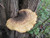 Jual Poster Earth Mushroom APC 094