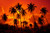 Jual Poster Earth Palm Tree APC 013
