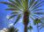 Jual Poster Earth Palm Tree APC 037