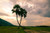 Jual Poster Earth Palm Tree Tree Earth Palm Tree APC