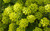 Jual Poster Earth Plant APC 042