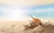 Jual Poster Earth Shell APC 010