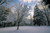 Jual Poster Earth Snow Tree Winter Earth Winter APC 007