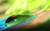 Jual Poster Earth Water Drop APC 064