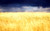 Jual Poster Earth Wheat APC 054